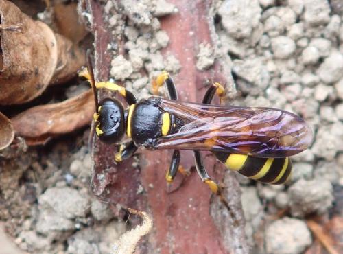 Réf. 262 042 : Gorytes planifrons